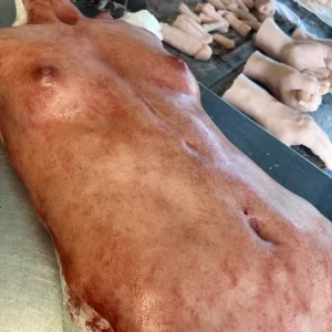 Female Skinned Torso