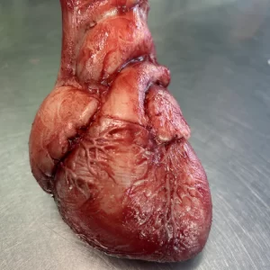 Human Heart
