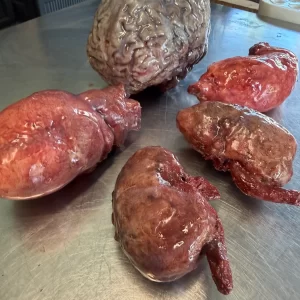 Set of Organs